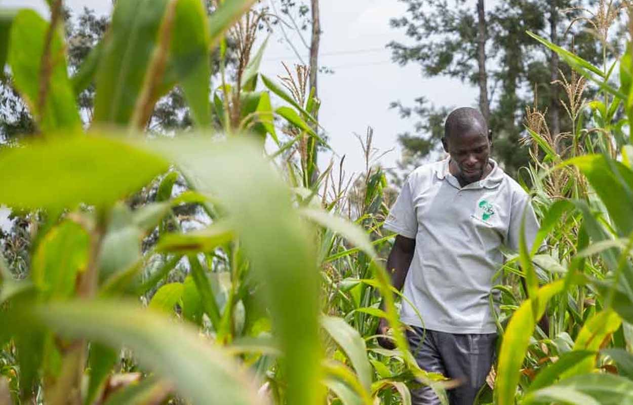 Agriculture en Afrique: la BAD en quête de financements
