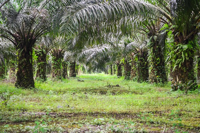 PIB : malgré la crise, le Sud-Ouest reste la 3ème région la plus riche du Cameroun