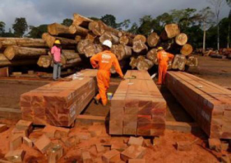 Cameroun : l’industrie du bois d’œuvre allume ses réacteurs