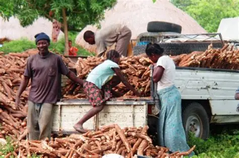 Manioc : le gouvernement en retrait de ses objectifs de production